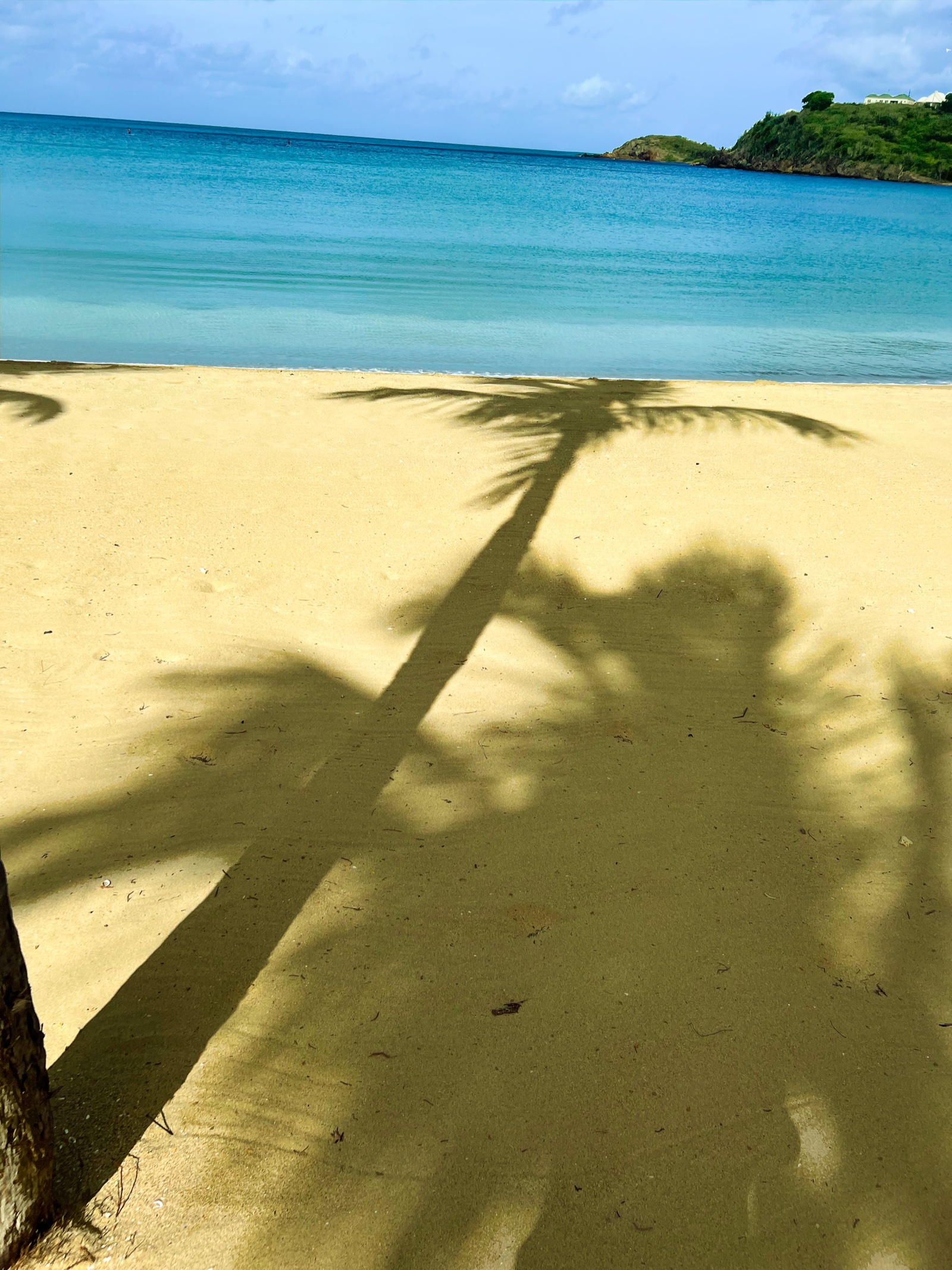 Palm tree shadow on beach
