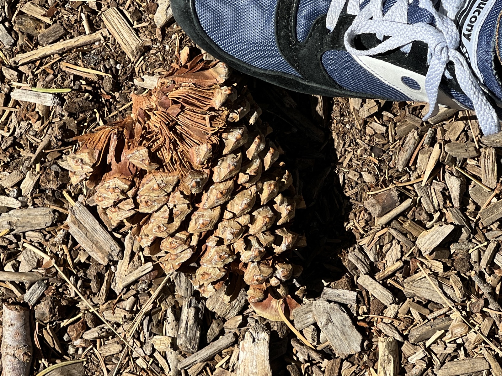 Pinecone on mulch