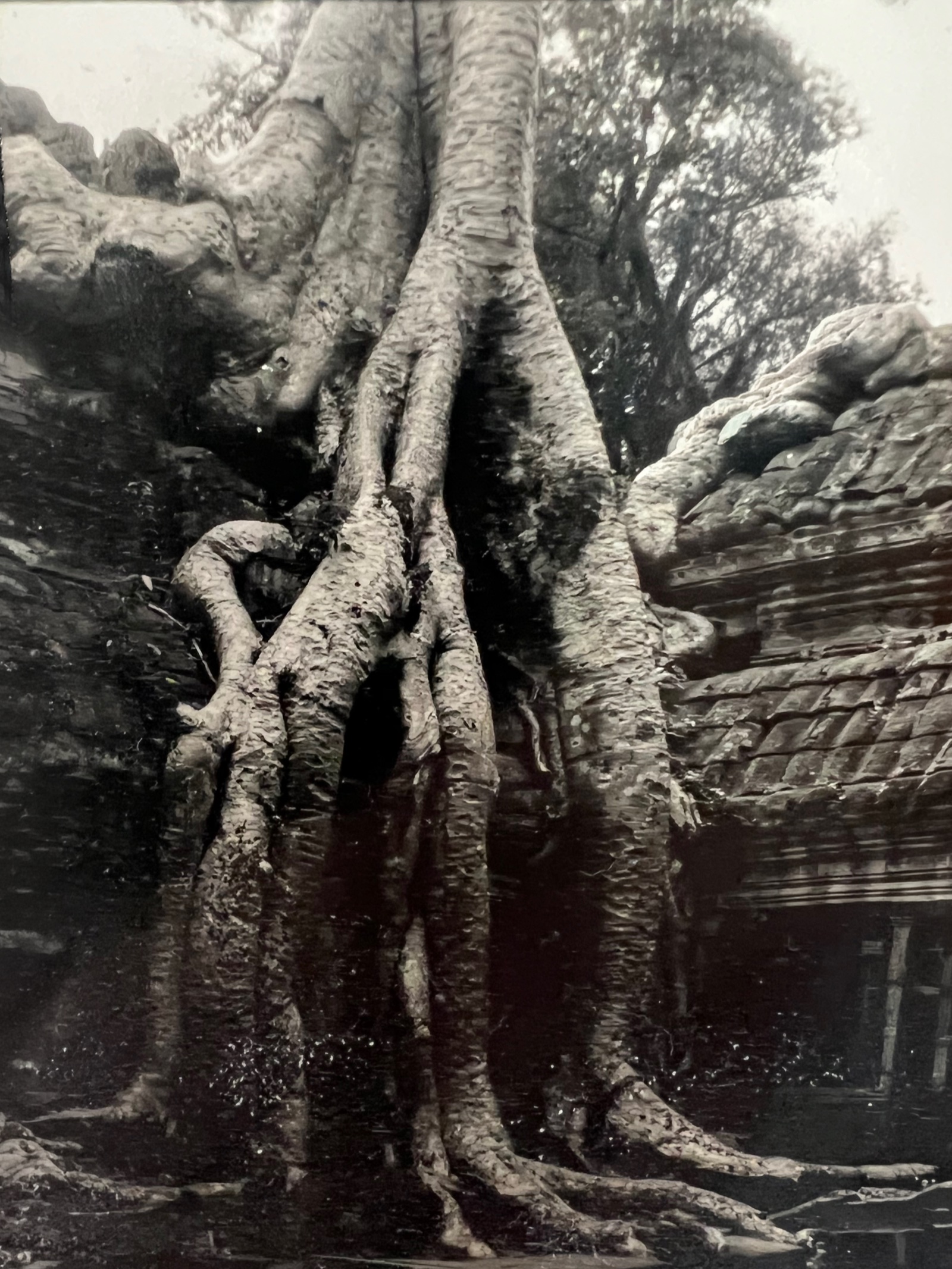 Black and white tree roots